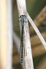 Coenagrion pulchellum